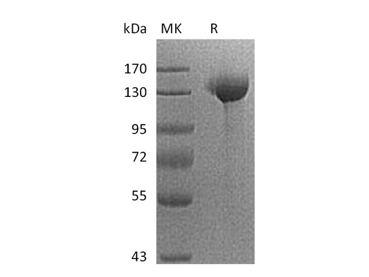 Recombinant Human Siglec-2 (C-Fc)
