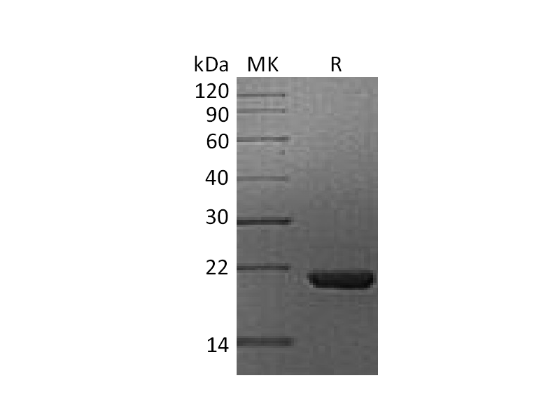 Recombinant Human Cyclophilin B (C-6His)