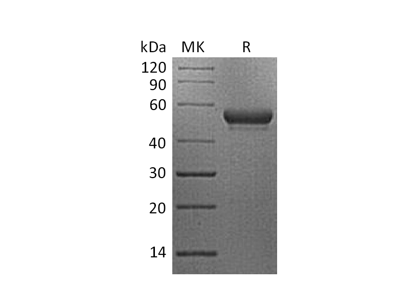 Recombinant Human CD160 (C-Fc)