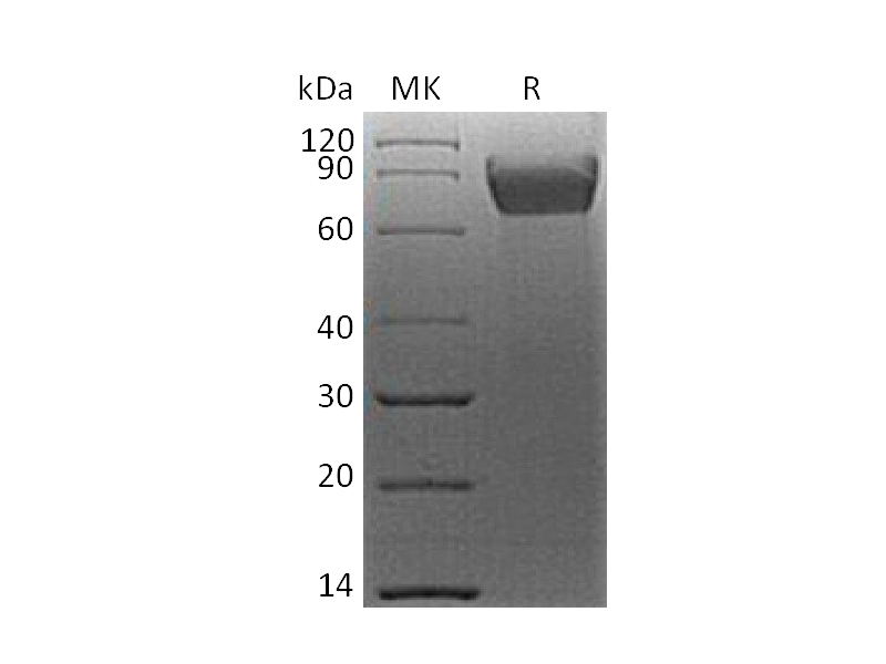 Recombinant Human B7-H4 (C-mFc)