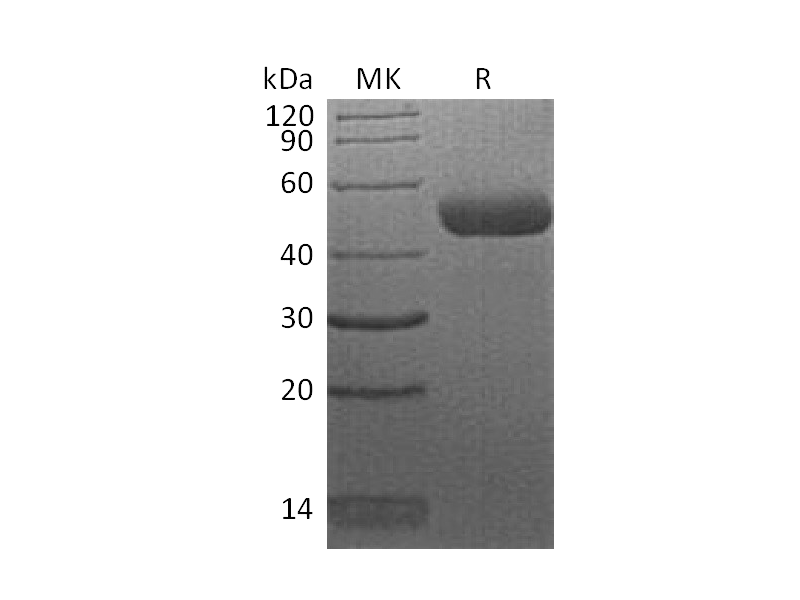 Recombinant Human CTLA-4 (C-mFc)