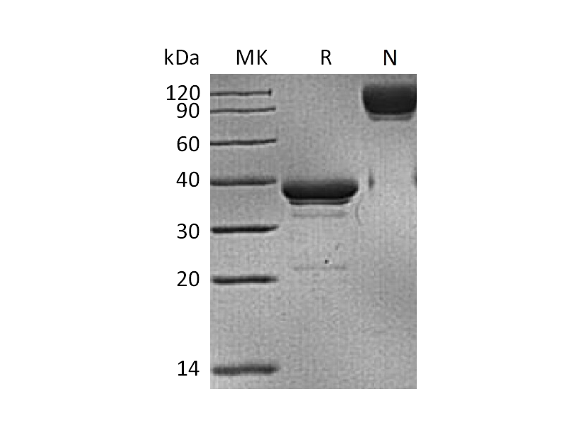 Recombinant Human BCMA (C-mFc)