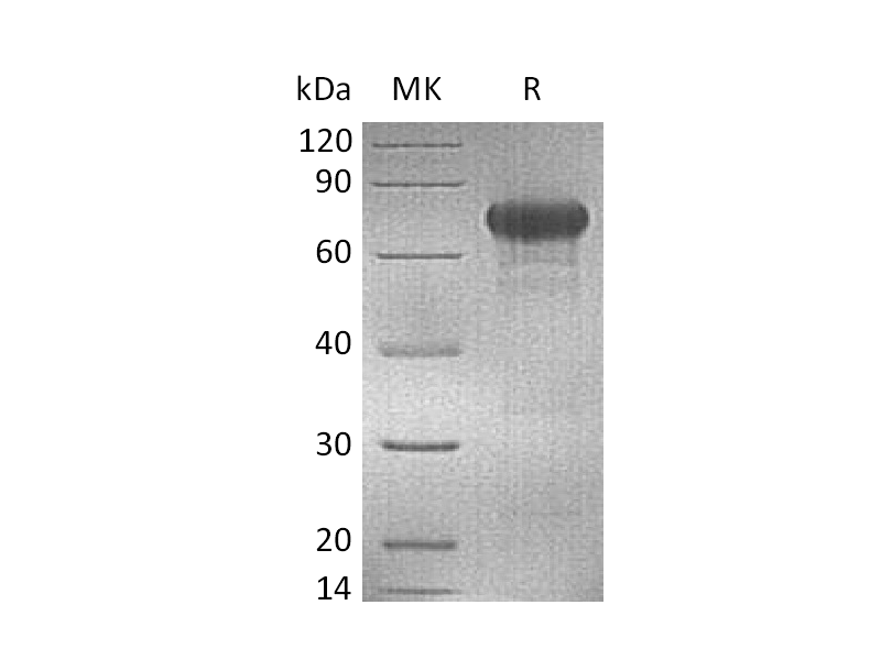 Recombinant Human OX40 (C-mFc)