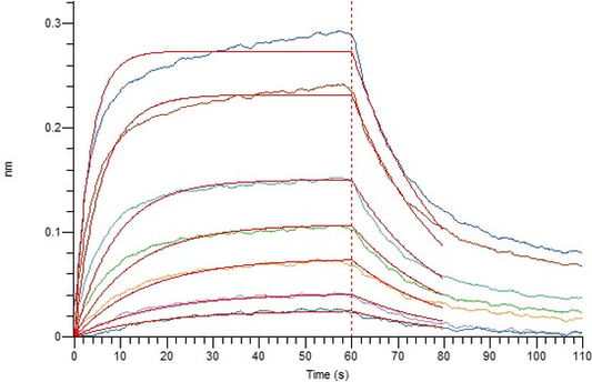 Recombinant Human CD40 (C-mFc)
