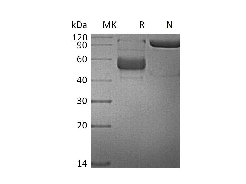 Recombinant Human LIGHT (N-mFc)