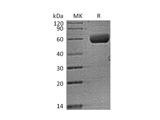 Recombinant Human FAM3B (C-Fc)