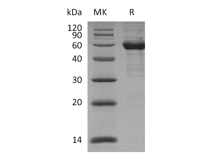 Recombinant Human Siglec-15  (C-mFc)