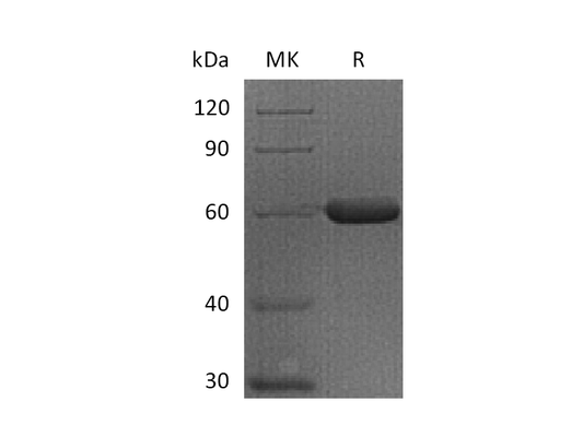 Recombinant Human FGL1 (C-Fc)
