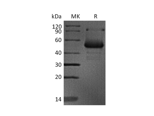 Recombinant Human CD40L (N-mFc)