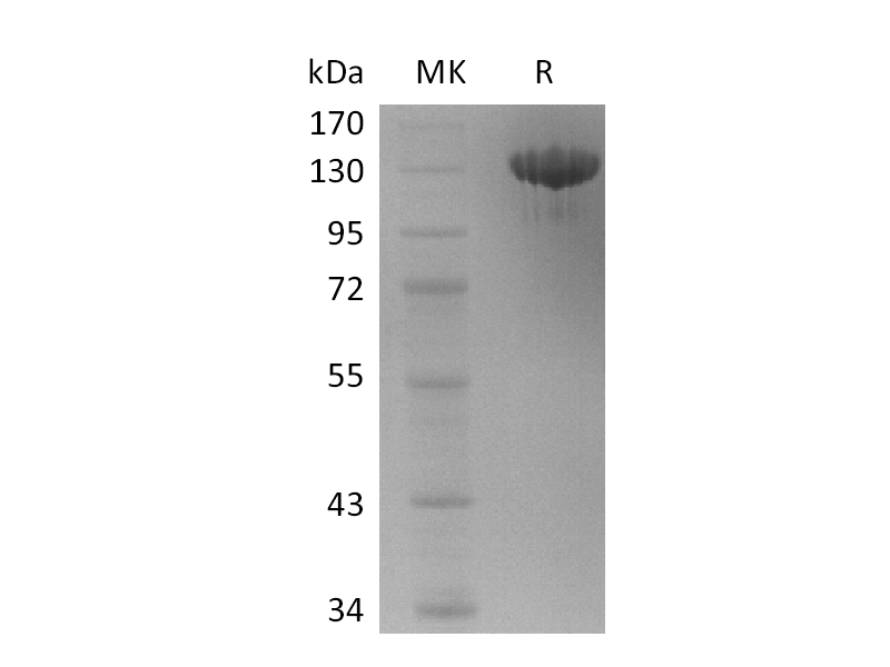Recombinant Human Tie-2 (C-Fc)