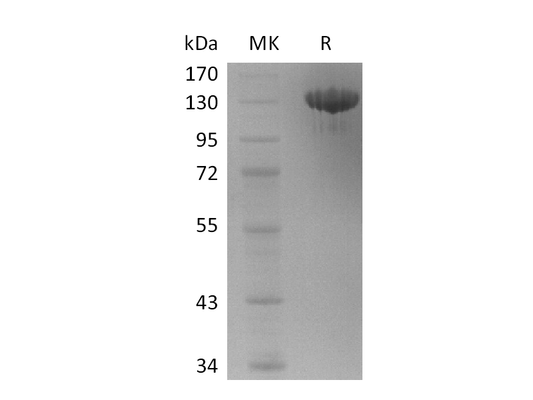 Recombinant Human Tie-2 (C-Fc)