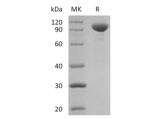 Recombinant Human IL-23 (C-Fc)