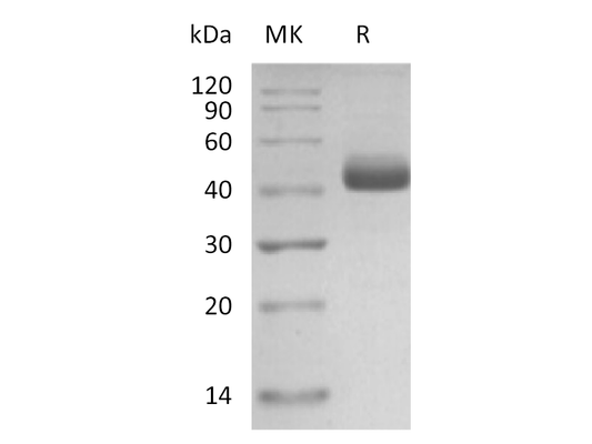 Recombinant Human IL-5 (C-mFc)