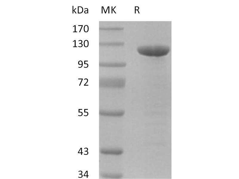 Recombinant Human Amyloid Precursor (C-Fc)