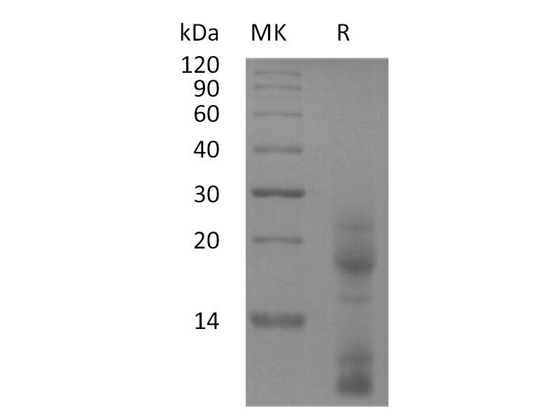 Recombinant Human TSLP (C-10His)