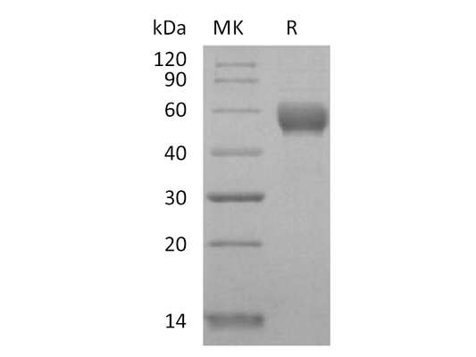 Recombinant Human CD79B (C-Fc)