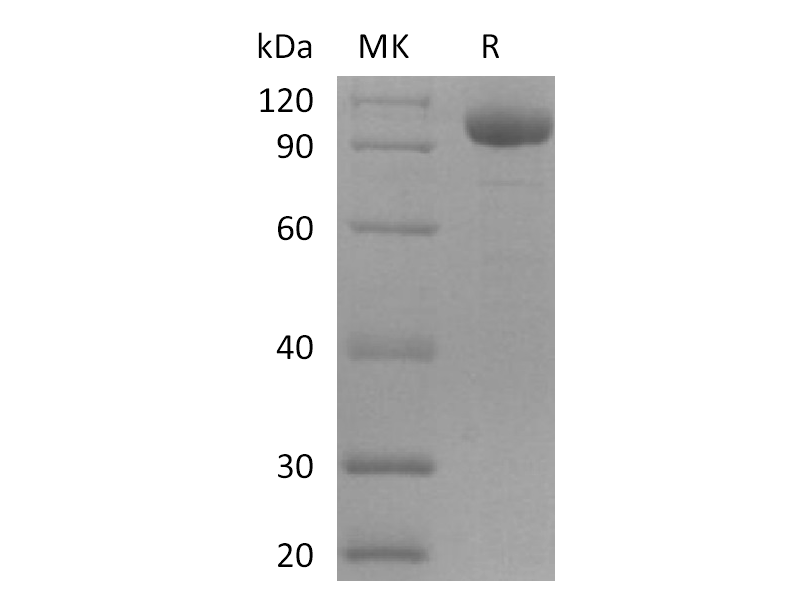 Recombinant Human LILRB2 (C-Fc)