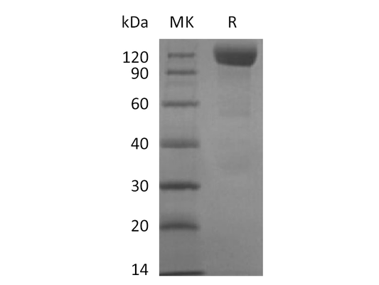 Recombinant Human Siglec-10 (C-mFc)