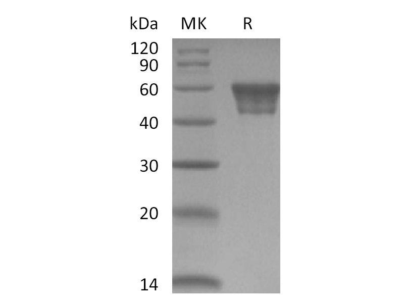 Recombinant Human CD82 (N-Fc)