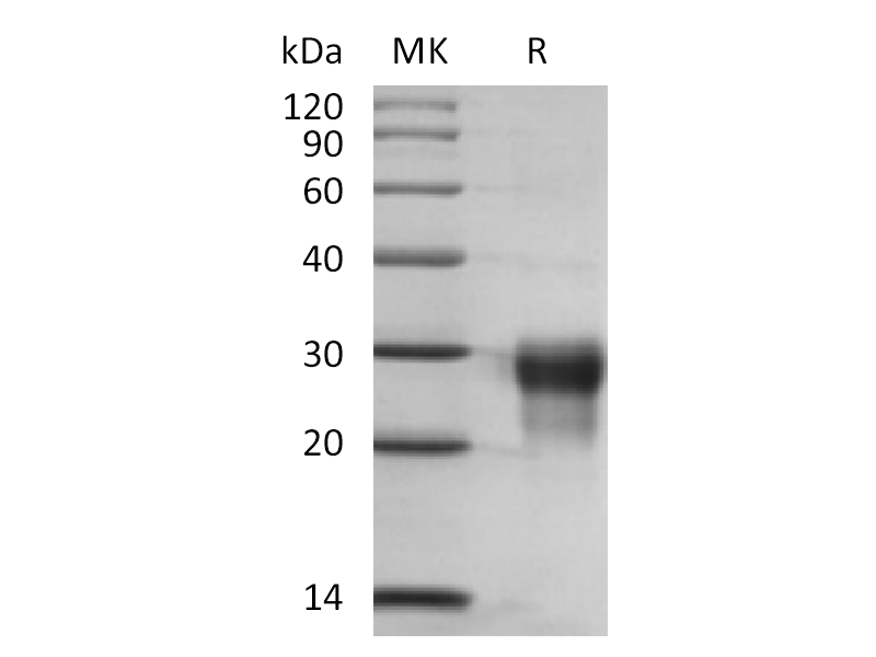 Recombinant Human PLGF-2 (C-6His)