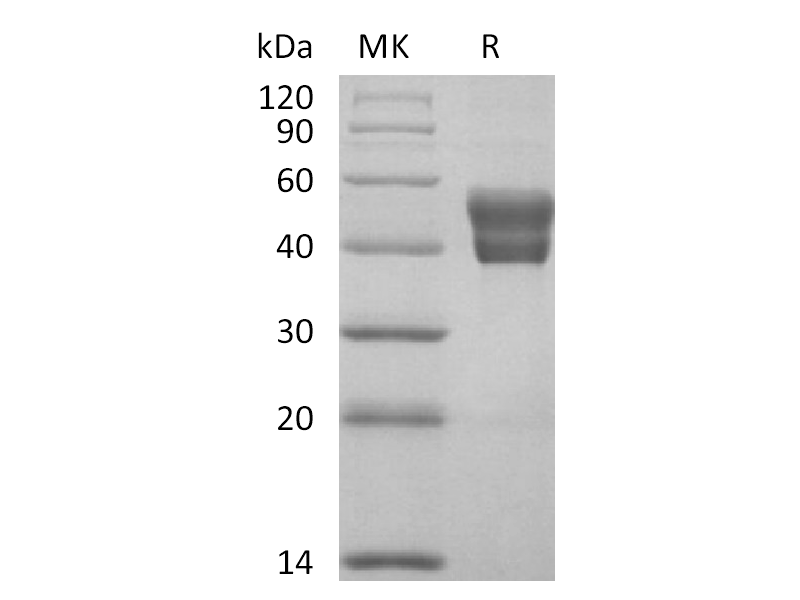 Recombinant Human BAFFR (C-Fc)