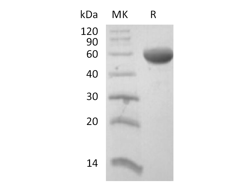 Recombinant Human CD8B (C-Fc)