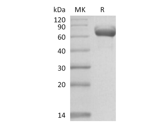 Recombinant Human BTN1A1 (C-Fc)