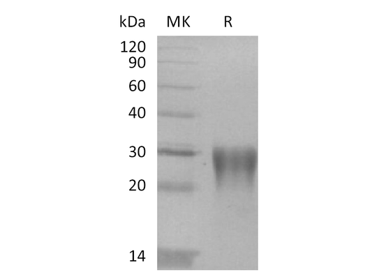 Recombinant Human LAP (TGF-beta 1)