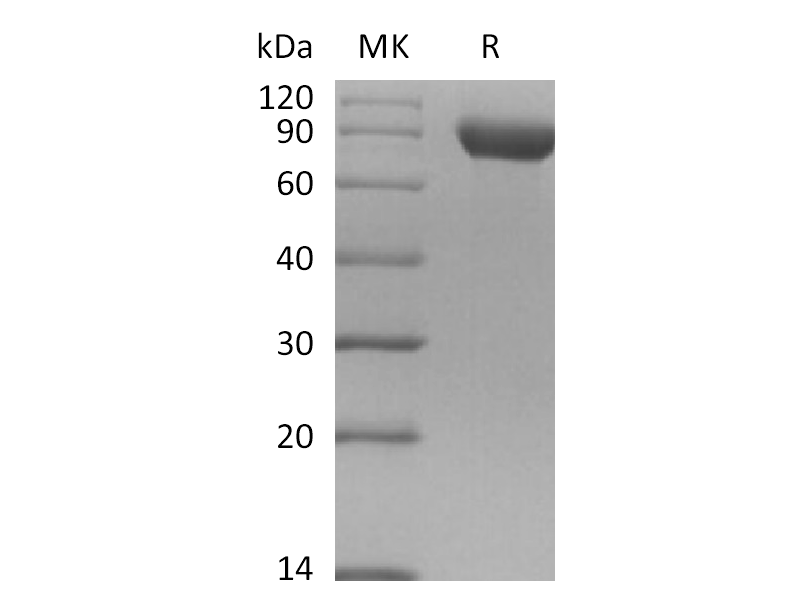 Recombinant Human Siglec-8 (C-Fc)