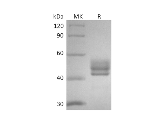 Recombinant Human CD3D&CD3E Heterodimer (C-Fc-Flag&C-Fc-6His)