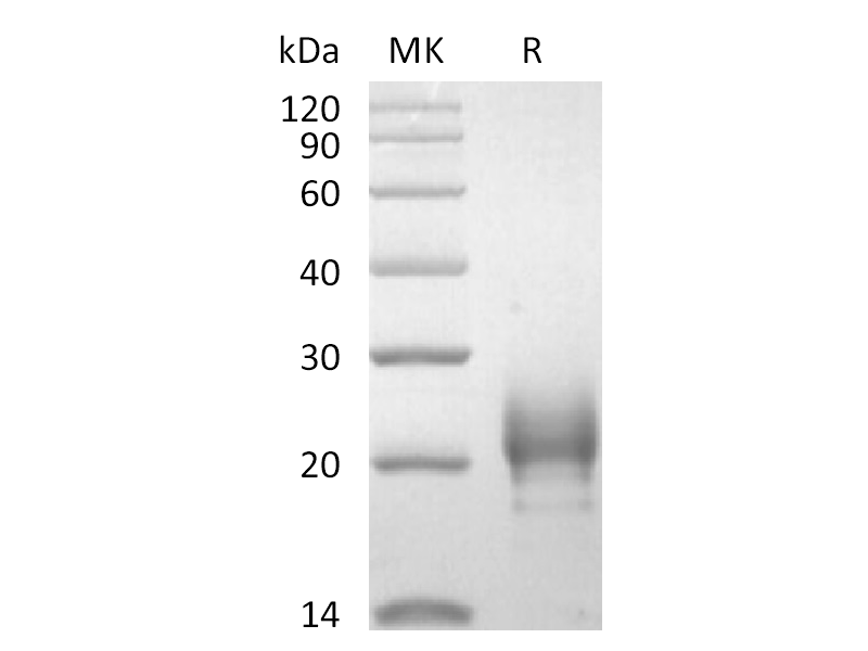 Recombinant Human TSLP (R127A, R130A, C-10His)