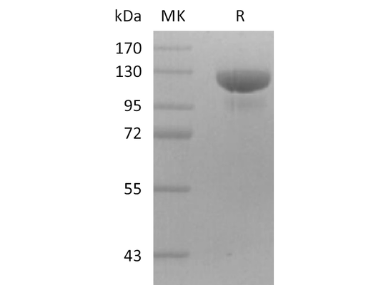 Recombinant Human HER3 (C-mFc)
