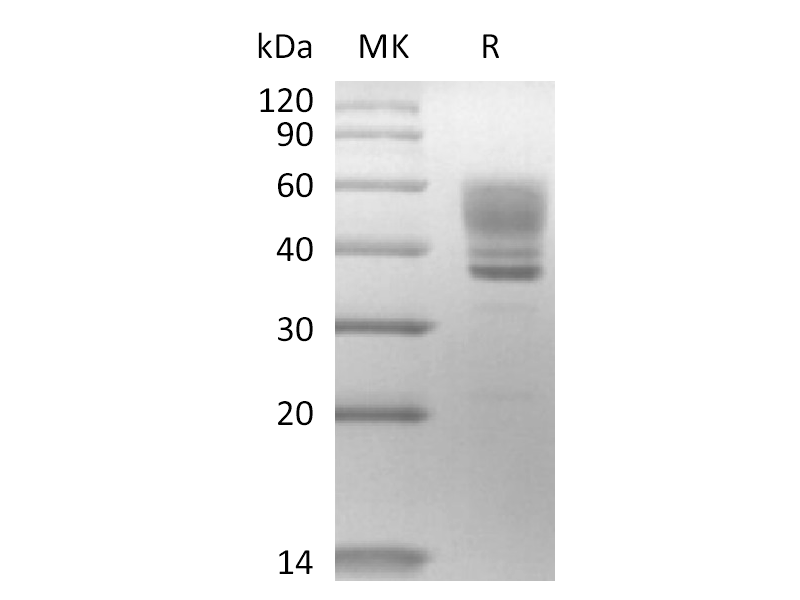 Recombinant Human IL-13 (C-mFc)