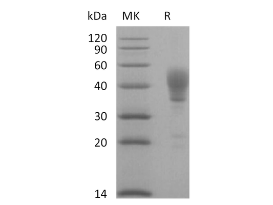 Recombinant Human CD24 (C-Fc)