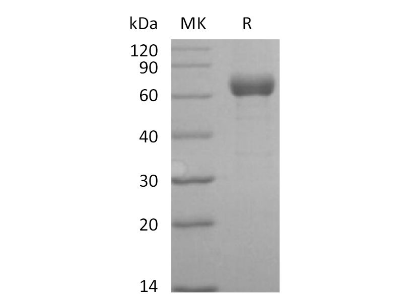 Recombinant Human ANGPTL3 (C-Fc)