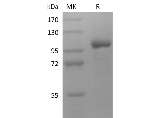 Recombinant Human LRRC32 (C-Fc)