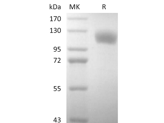 Recombinant Human P-selectin (C-6His)