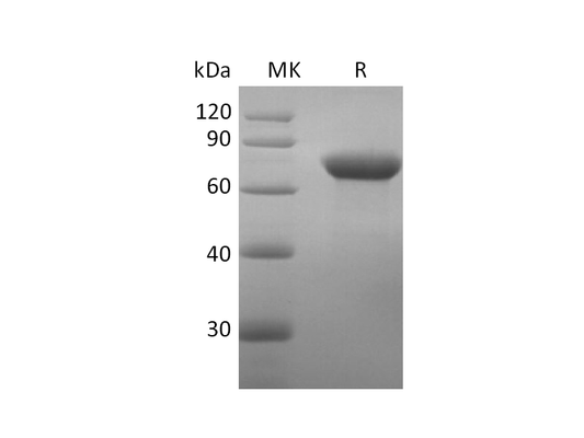 Recombinant Human CD209 (N-Fc)