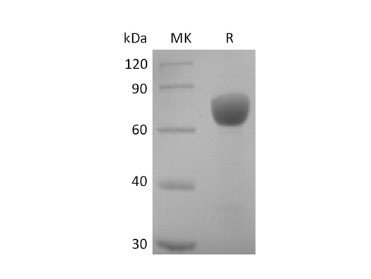 Recombinant Human SLAMF7 (C-mFc)