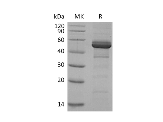 Recombinant Human TACI (C-Fc)