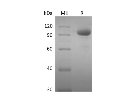 Recombinant Human EPHA8 (C-Fc)
