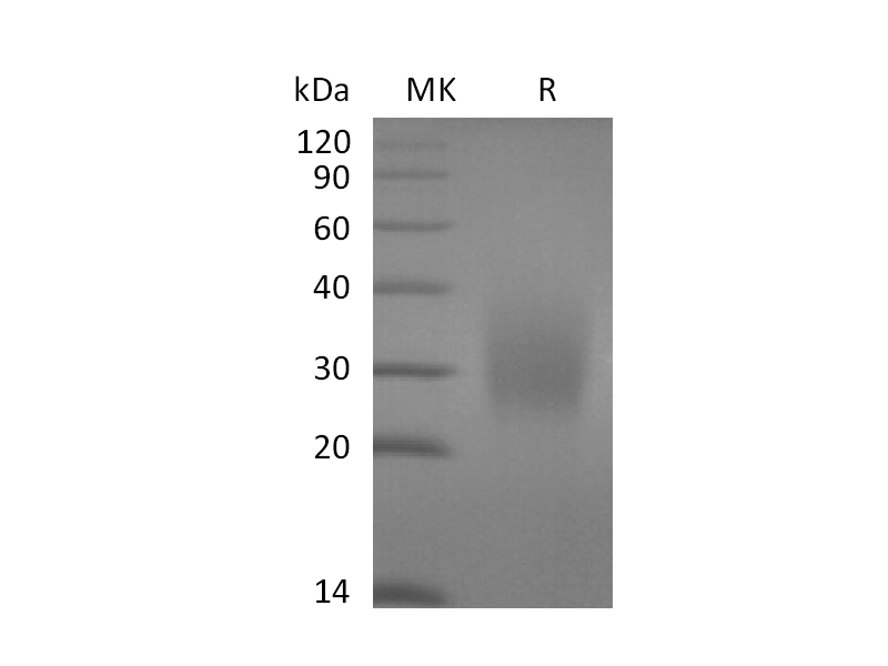 Recombinant Human CD79A(C-6His)