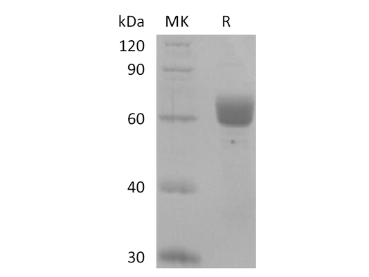 Recombinant Human BTNL9 (C-Fc)