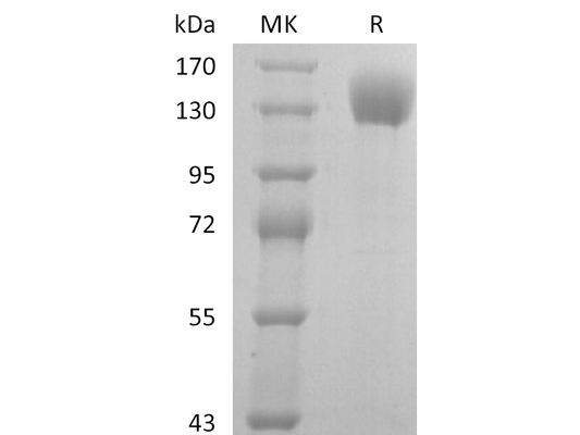Recombinant Human P-selectin (C-Fc)