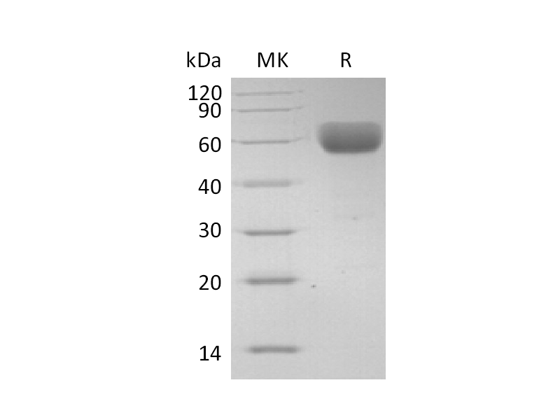 Recombinant Human CD147 (C-Fc)
