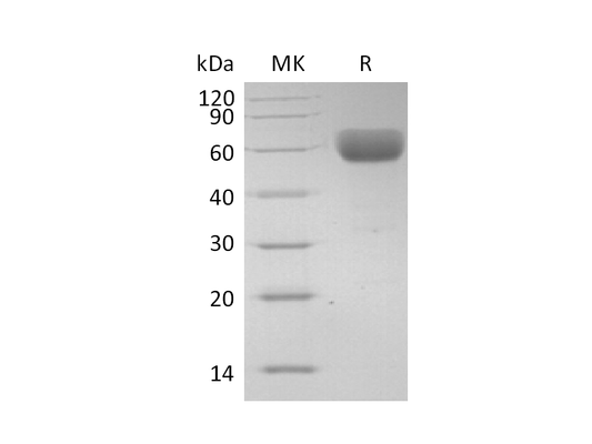 Recombinant Human CD147 (C-Fc)