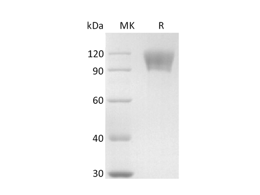 Recombinant Human CD30 (C-mFc)