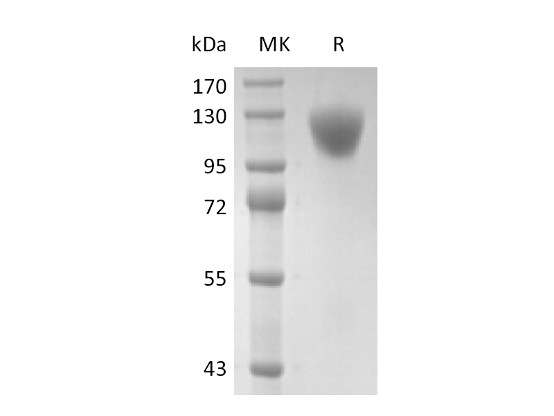 Recombinant Human CD45RA (C-6His)