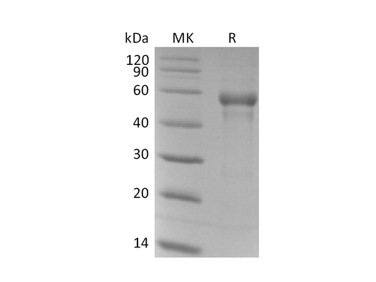 Recombinant Human B3GAT1 (N-6His)
