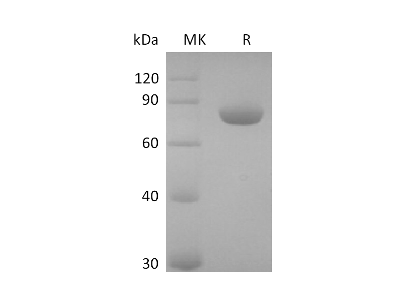 Recombinant Human Nectin-2 (C-Fc)